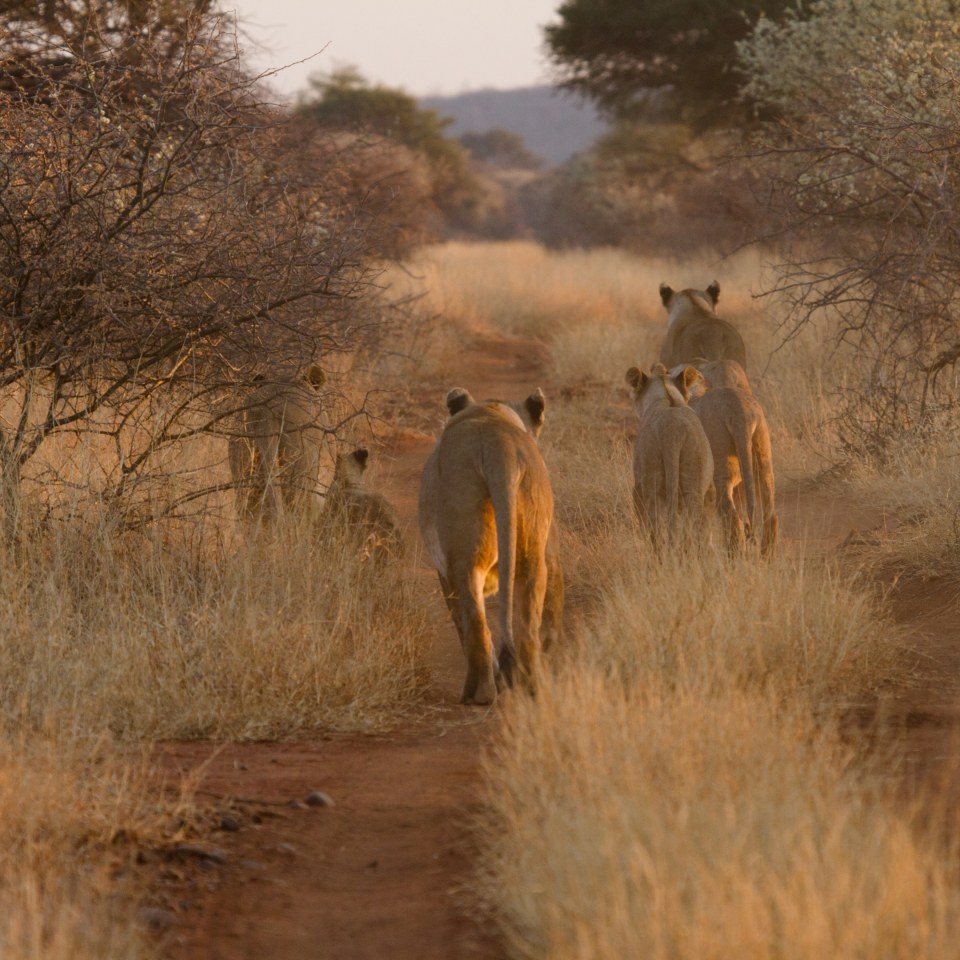 3-Länder-Traumsafari: Campingerlebnis hautnah 